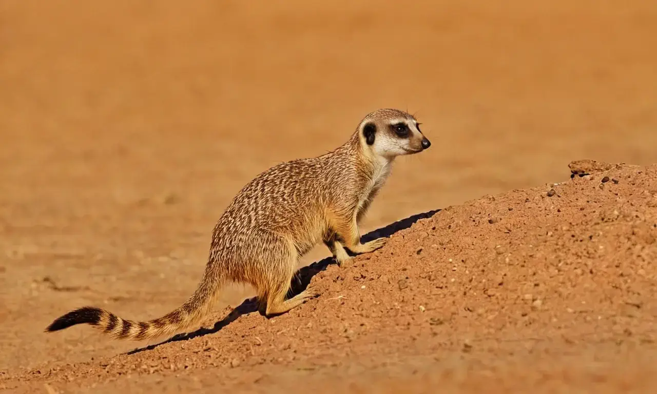 Meerkat behavior highlights social and insectivorous adaptations within the dry African savanna